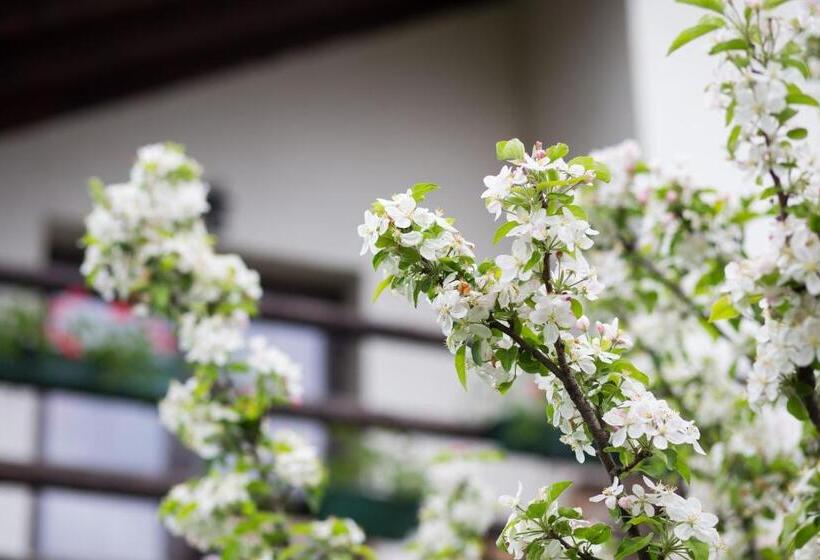 בית מלון כפרי Casa Mosului