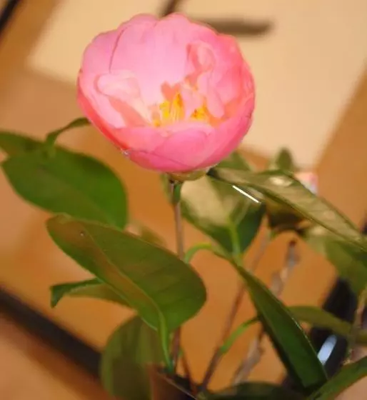 Hotel Kaiyu Notonosho