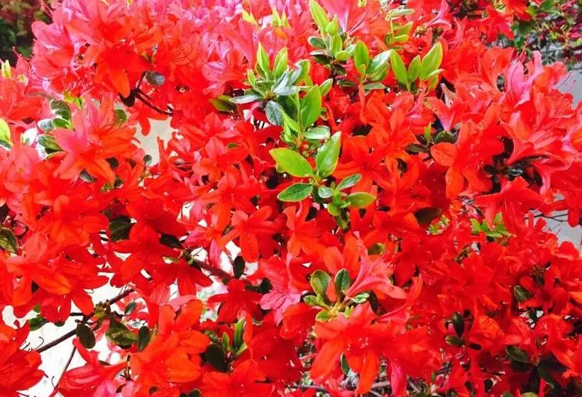 Hotel Kaiyu Notonosho