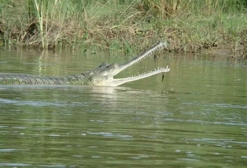 هتل Jungle Wildlife Camp