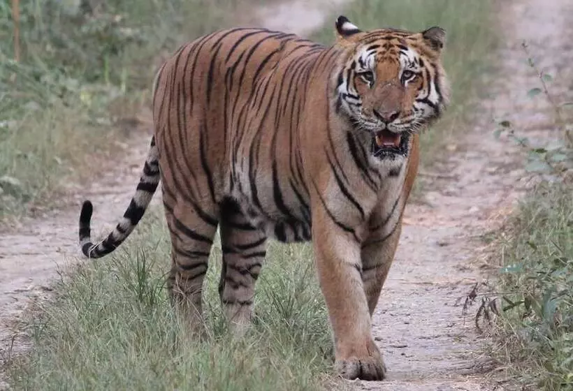 هتل Jungle Wildlife Camp