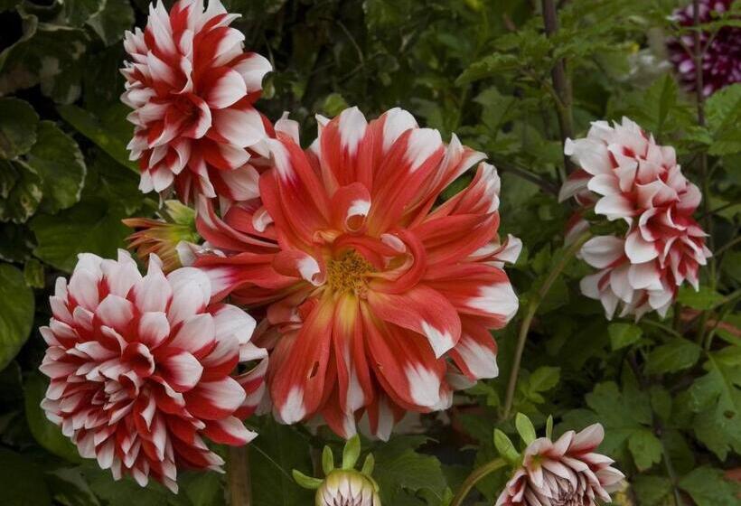 Hotel Mayfair Rourkela