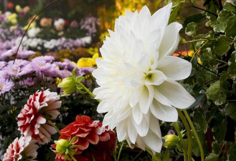 Hotel Mayfair Rourkela