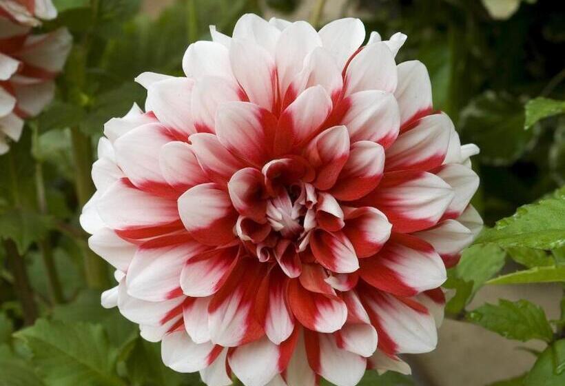 Hotel Mayfair Rourkela