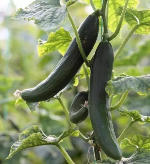 پانسیون Rose Hotel B&b