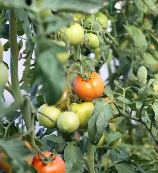 پانسیون Rose Hotel B&b