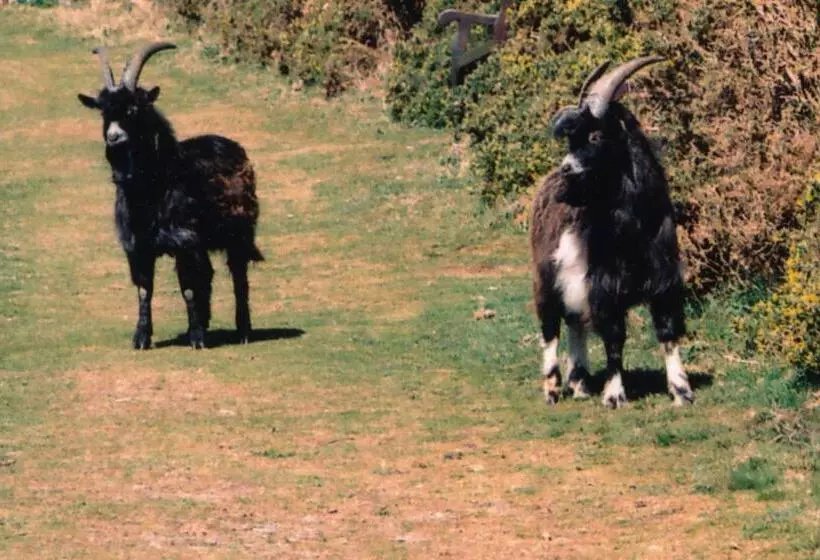 Отель Rockvale House