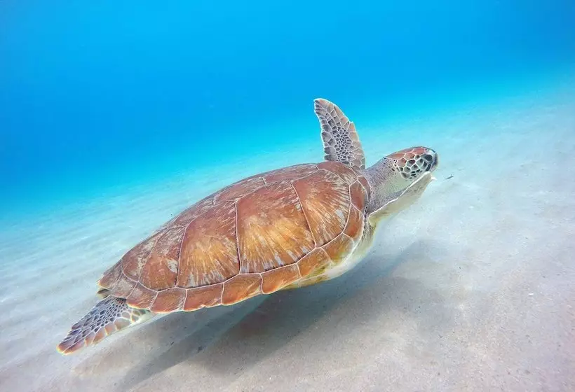 Blue View Apartments