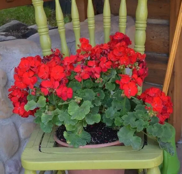 酒店 Sitzmark Chalet Inn