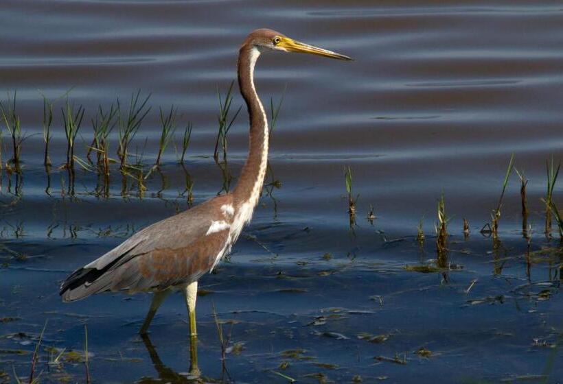 Surestay Plus Hotel By Best Western Vero Beach