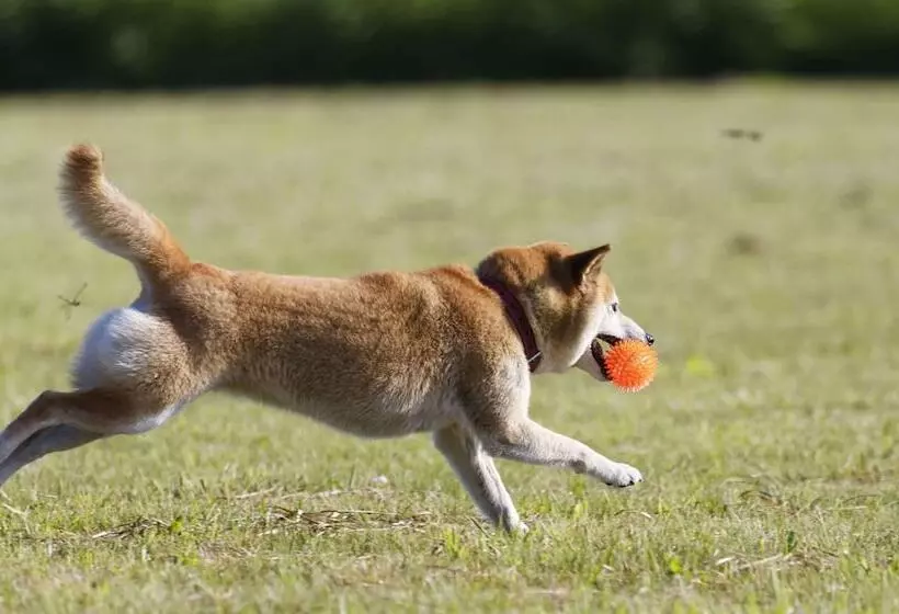 酒店 Best Travel Inn Philipsburg