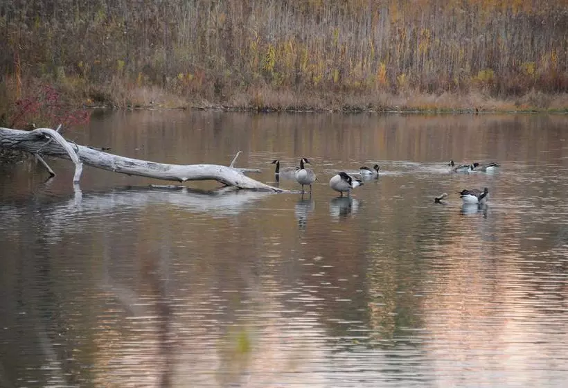 リゾートホテル Illinois Beach  & Conference Center, Bw Premier Collection
