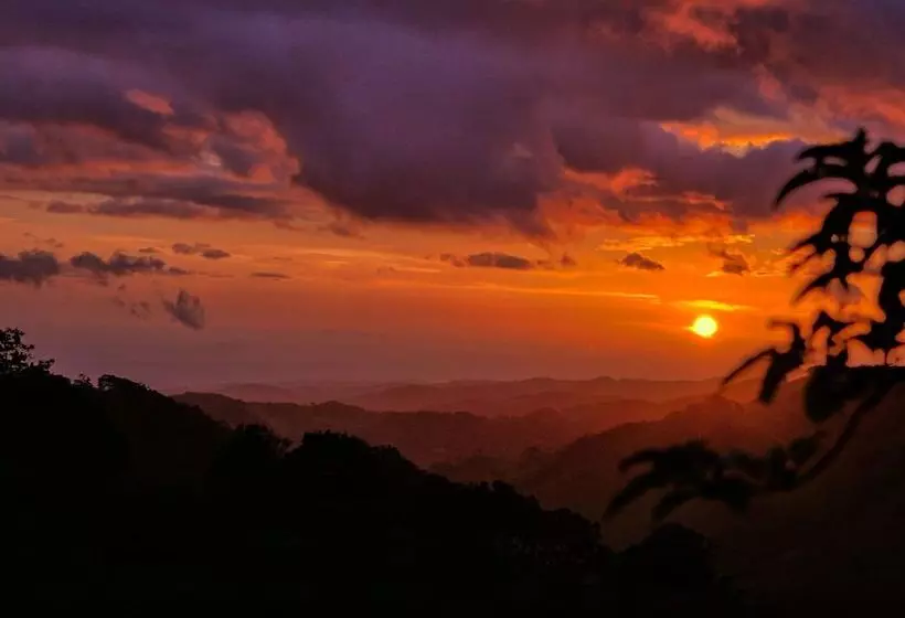 Hotel Ficus Sunset Suites