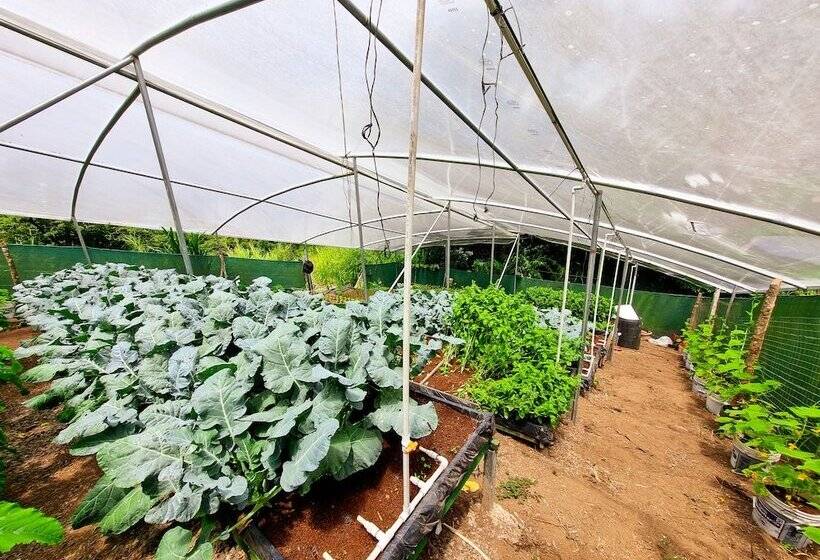 فندق Ficus Sunset Suites