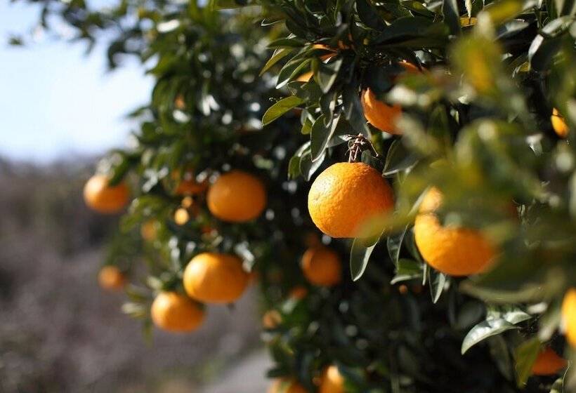 Otel Setouchi Villa Diary Ohshibajima