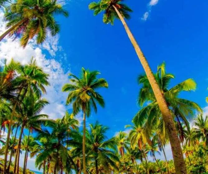 Cocomar Beachfront Hotel And Island Resort