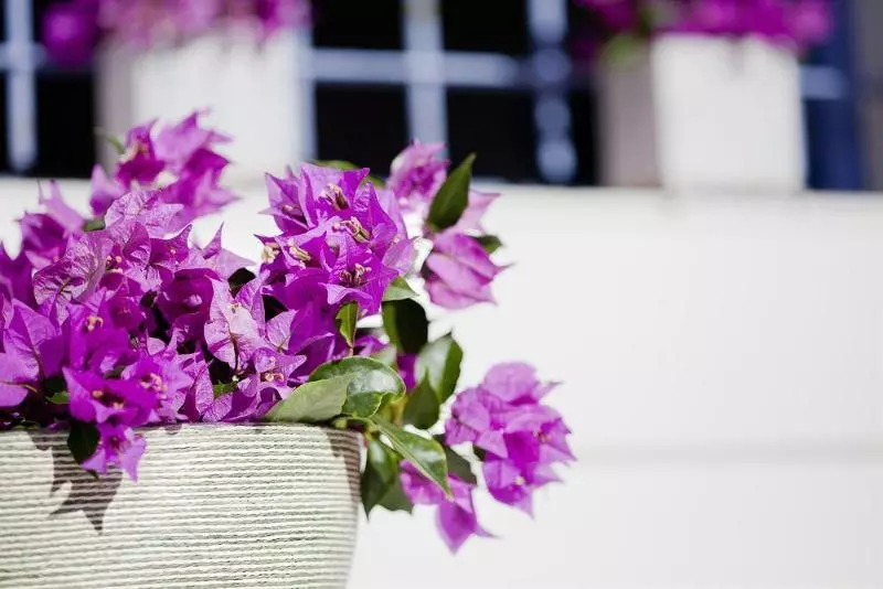 Apartamentos Aviació  Formentera Mar