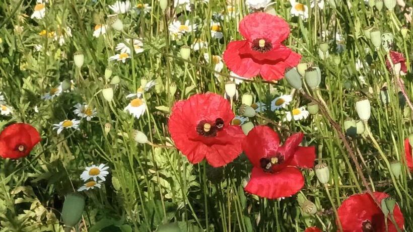 مبيت وإفطار Au Jardin De La Maison Des Soeurs