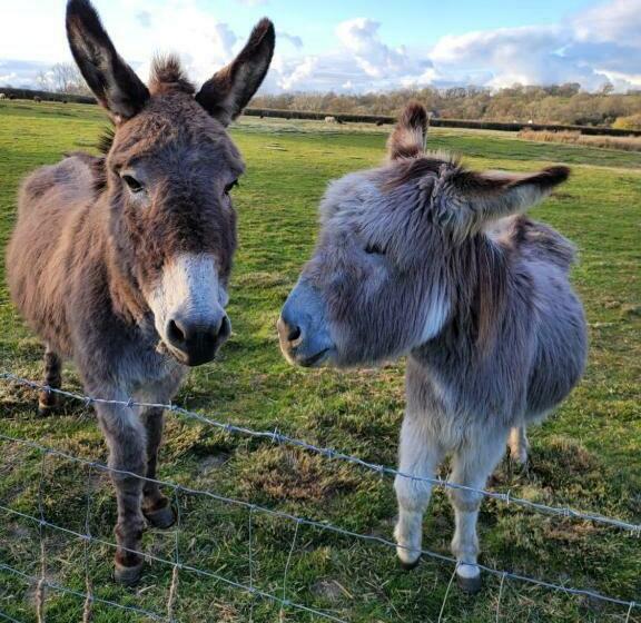 Hideaway Escapes, Farmhouse B&b & Holiday Home, Ideal Family Stay Or Romantic Break, Friendly Animal