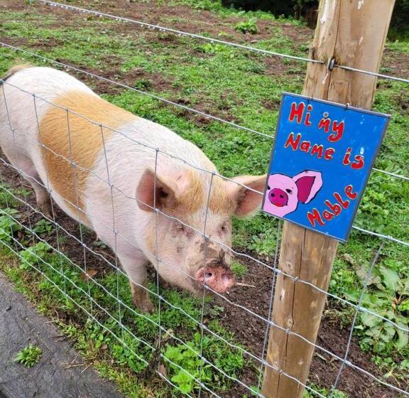 Hideaway Escapes, Farmhouse B&b & Holiday Home, Ideal Family Stay Or Romantic Break, Friendly Animal