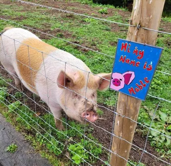 Hideaway Escapes, Farmhouse B&b & Holiday Home, Ideal Family Stay Or Romantic Break, Friendly Animal