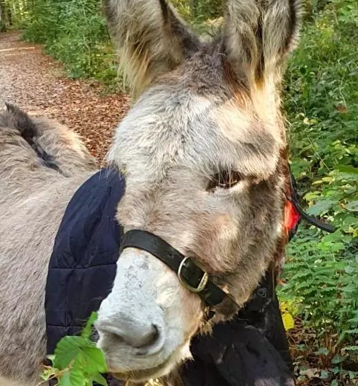 Hideaway Escapes, Farmhouse B&b & Holiday Home, Ideal Family Stay Or Romantic Break, Friendly Animal