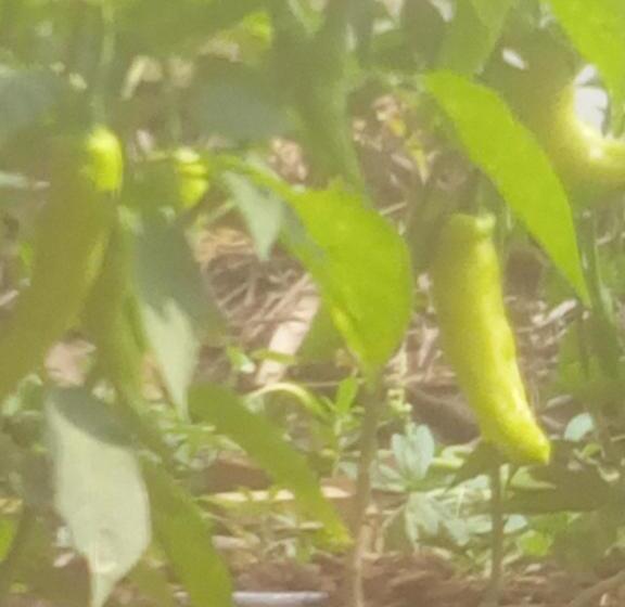 Hotel Coconut Island Yala