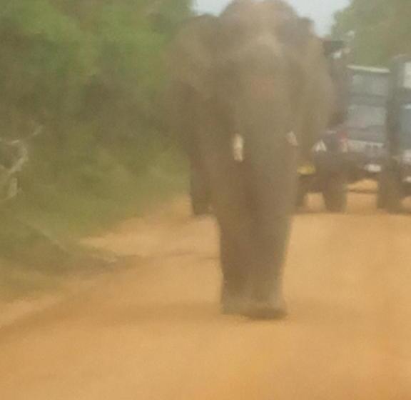 Hotel Coconut Island Yala