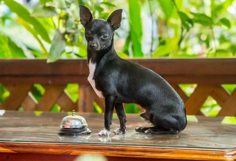 پانسیون Rabin Itzam