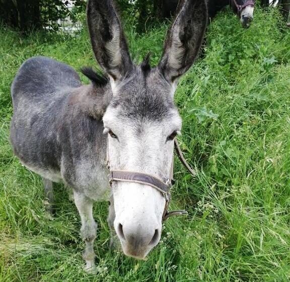 مبيت وإفطار Chambres Et Table D Hôtes Régord âne