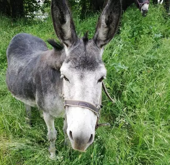 Aamiaismajoitus (B&B) Chambres Et Table D Hôtes Régord âne