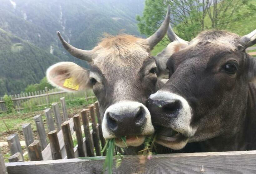 مبيت وإفطار Knappnhof