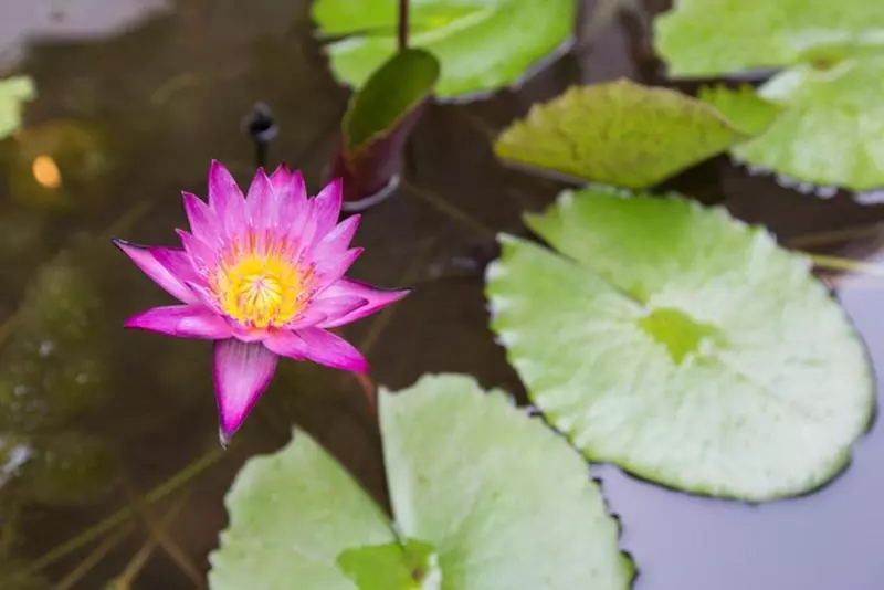 בית מלון כפרי Jasmine Terrace Villa Boutique