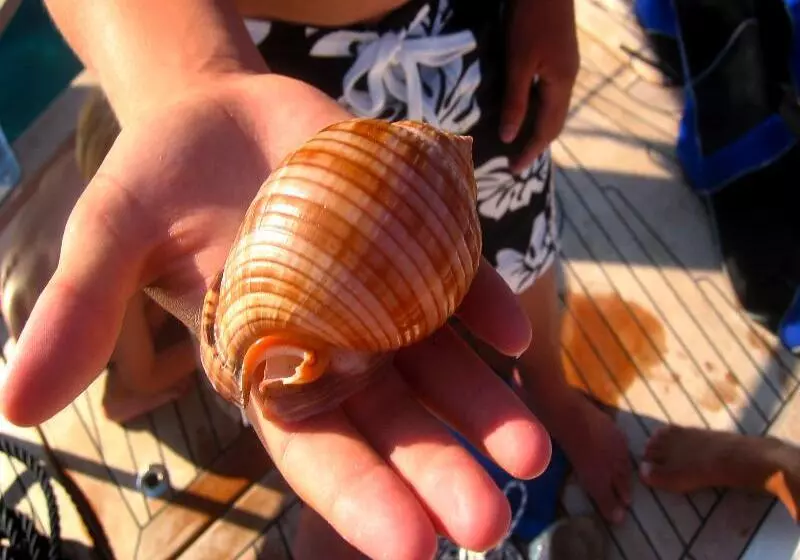 هتل Apartments Villa Riva