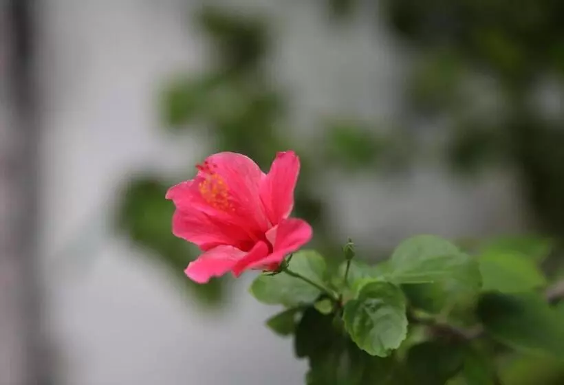 پانسیون Aqua Blu Thoddoo