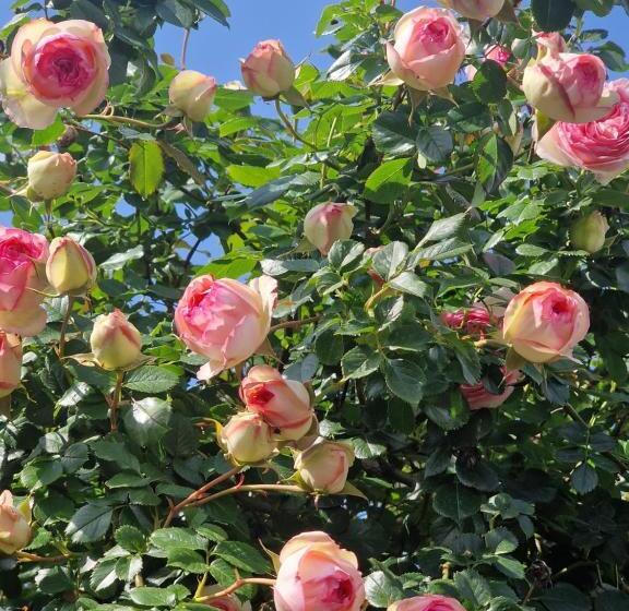 پانسیون Seventeen