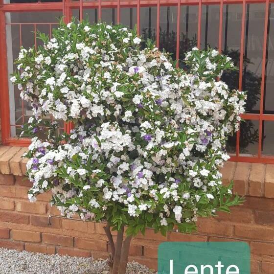 تختخواب و صبحانه Die Rooi Windpomp