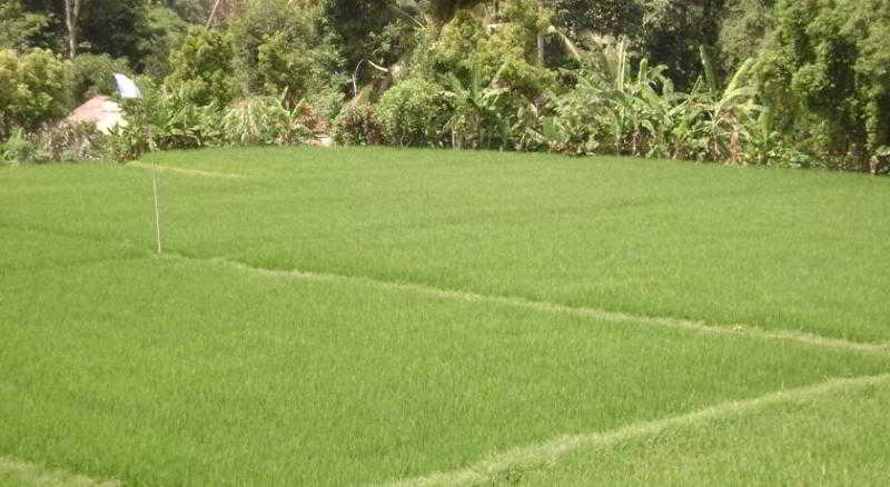 Pensão Kun Kun Guest House Ubud