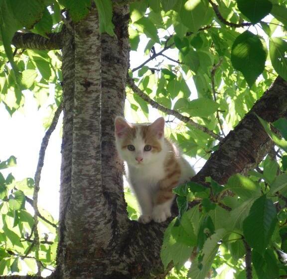 مبيت وإفطار Vorderwiesgut