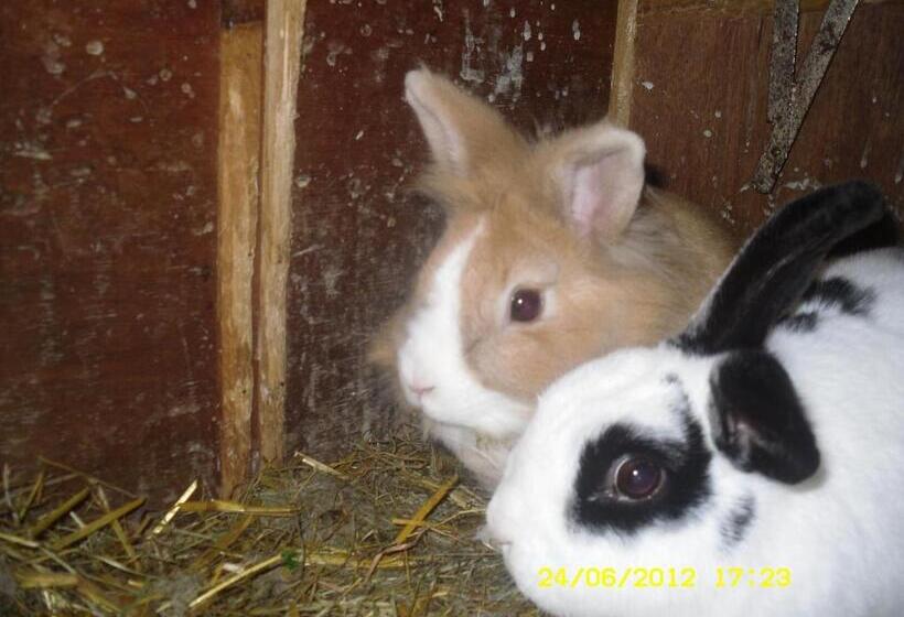 مبيت وإفطار Vorderwiesgut