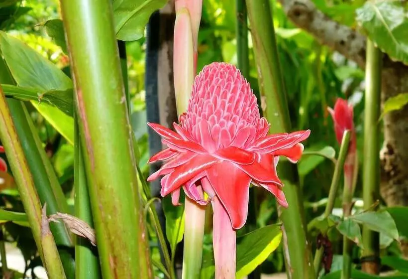 فندق Mealea Resort