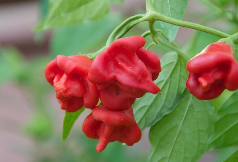 فندق Hylatio Tourist Village