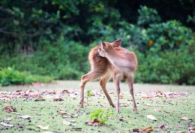 ペンション Nikki Peucang Resort