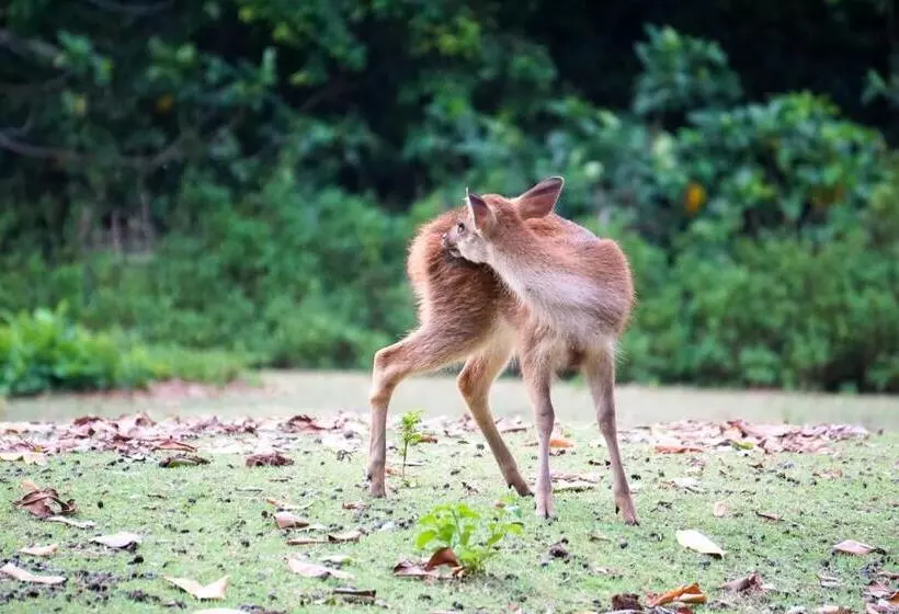 ペンション Nikki Peucang Resort