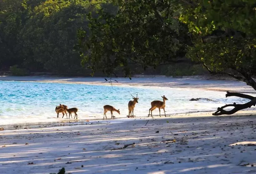 ペンション Nikki Peucang Resort