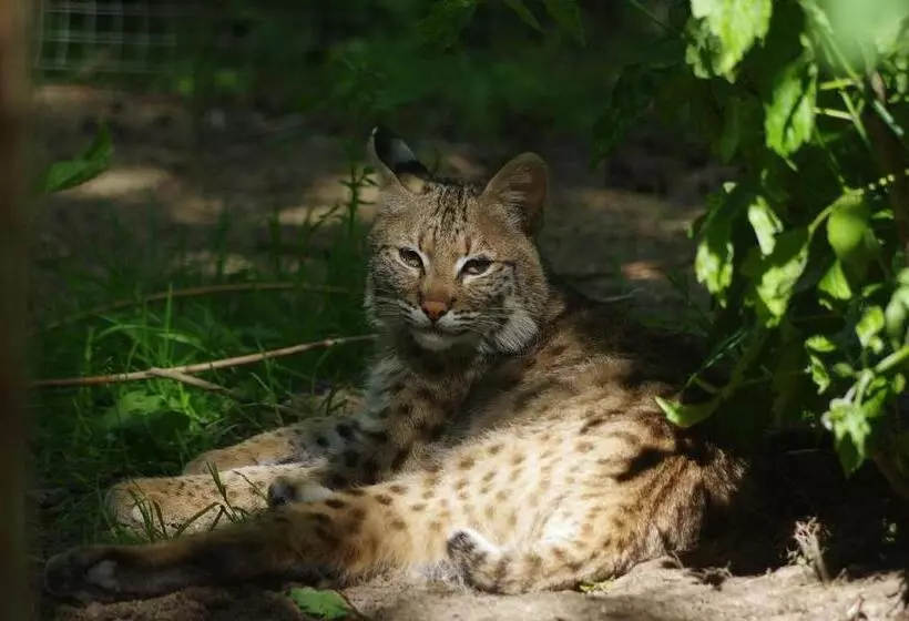 Majatalo Le Grand Dehors 01