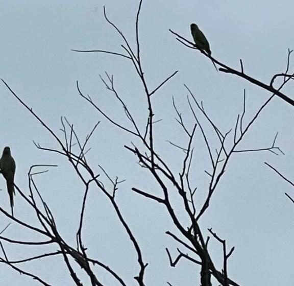 ホテル Mario River Villa