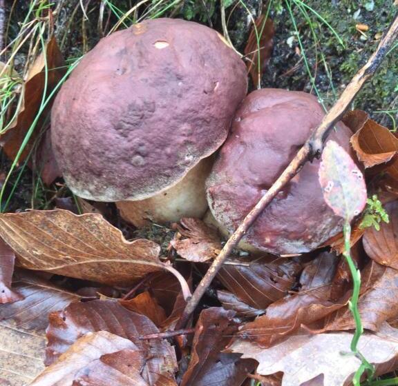 Отель Albergo San Carlo