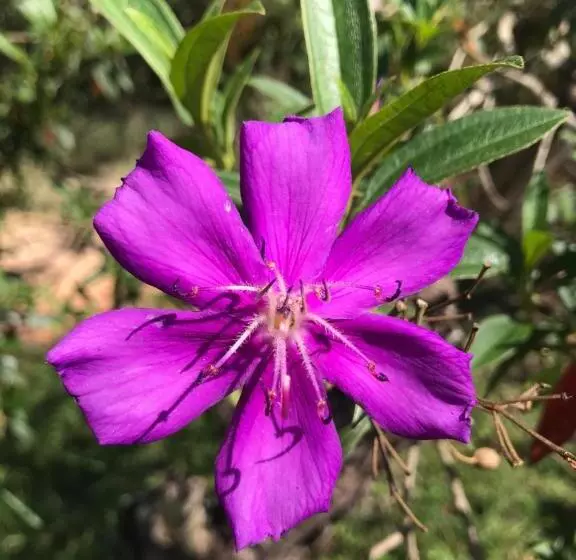 ペンション Pousada Luar Da Canastra