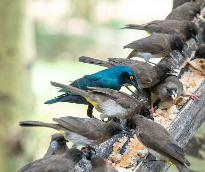 בית מלון כפרי Sarova Lion Hill Game Lodge